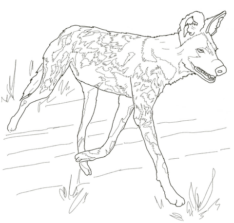 African Wild Dog Or Painted Hunting Dog Coloring Page